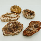 Fossilized Wood
